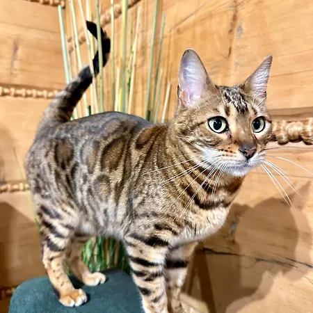 W Szczyrku Sauna & Balia Σπίτι διακοπών Szczyrk