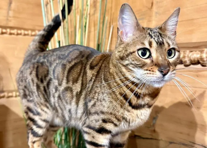 W Szczyrku Sauna & Balia Prázdninový dům Szczyrk